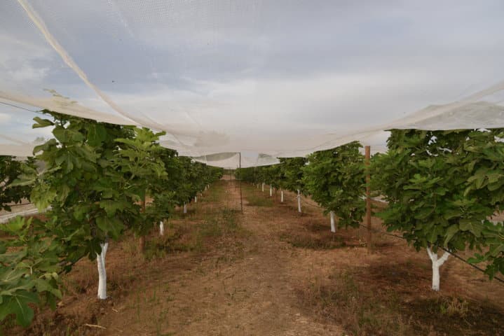 Análisis del sistema de formación en espaldera en el cultivo de la higuera