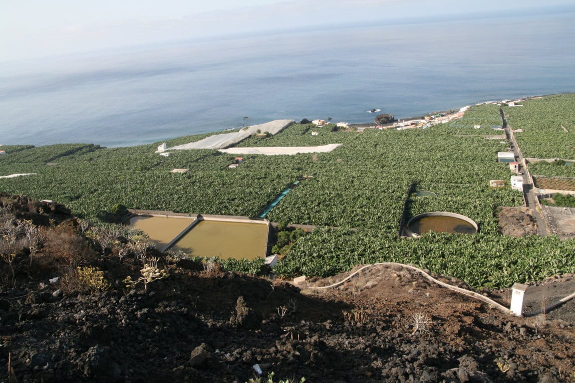 Agroseguro adelanta 10,3 M€ por indemnizaciones a productores de plátano y aguacate de La Palma