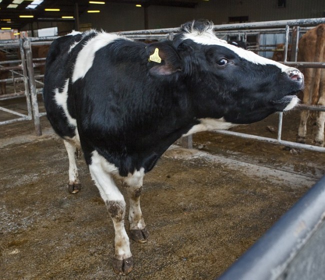 Las entregas de leche de vaca a primeros compradores repuntan un 4% en agosto
