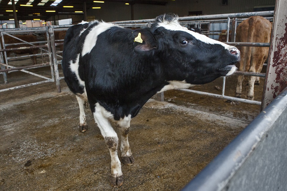 Las entregas de leche de vaca a primeros compradores repuntan un 4% en agosto