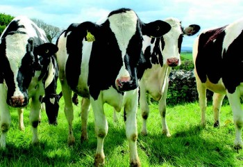 El uso del bicarbonato sódico y la acidosis ruminal en el sector vacuno lechero de alta producción