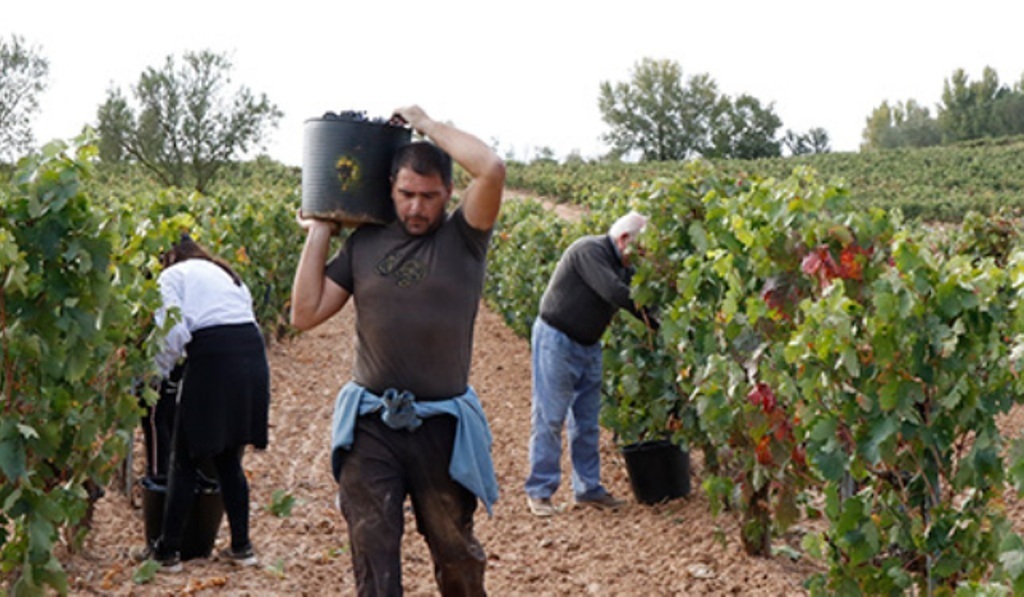 Agricultura fue la actividad donde más porcentualmente descendió el paro en septiembre