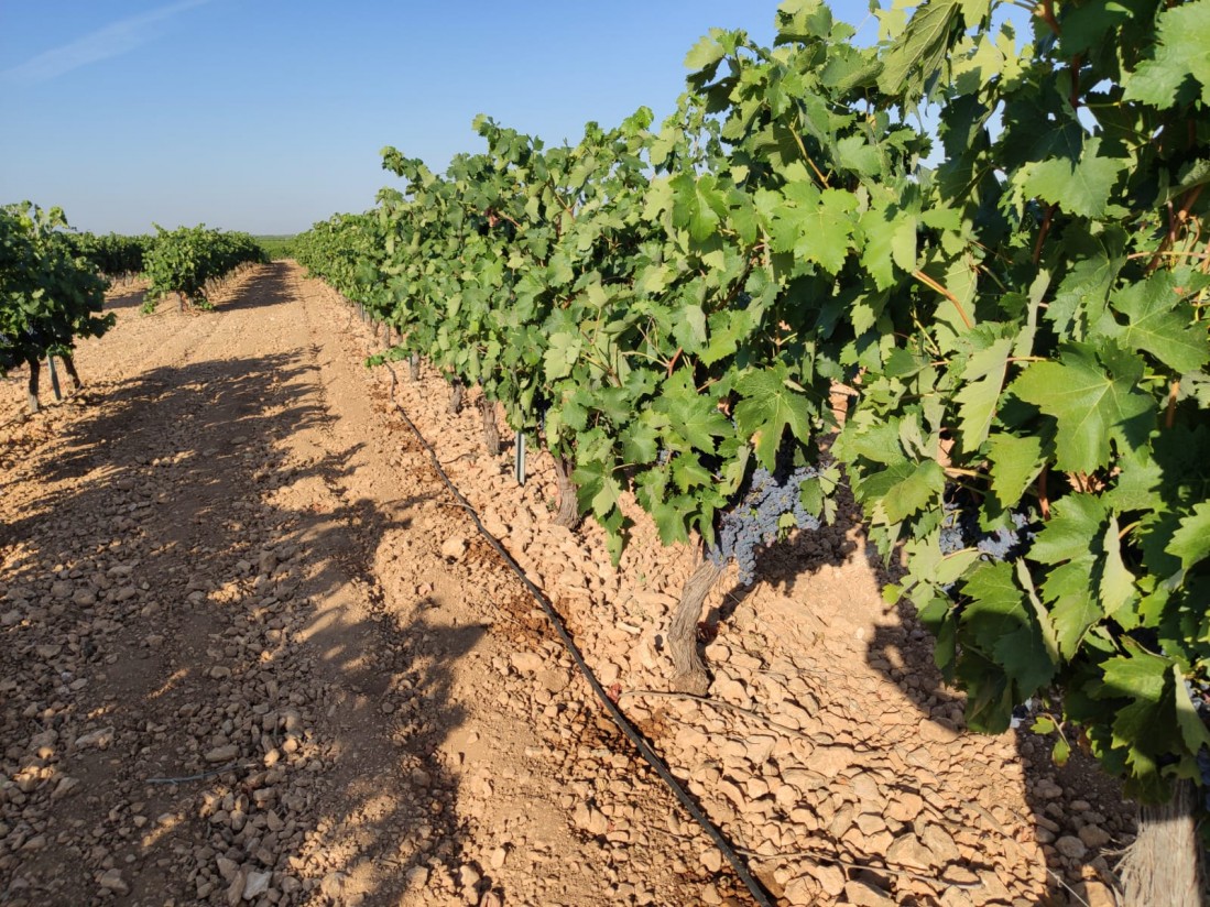 La DOCa “Rioja” vuelve a frenar cualquier crecimiento de su masa vegetal vitícola en 2022