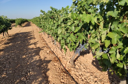 La DOCa “Rioja” vuelve a frenar cualquier crecimiento de su masa vegetal vitícola en 2022