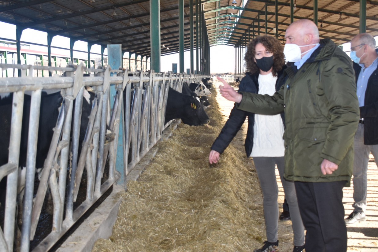 Castilla y León aprueba subvenciones directas de 5,2 M€ a cerca de 900 explotaciones de vacuno de leche de la región