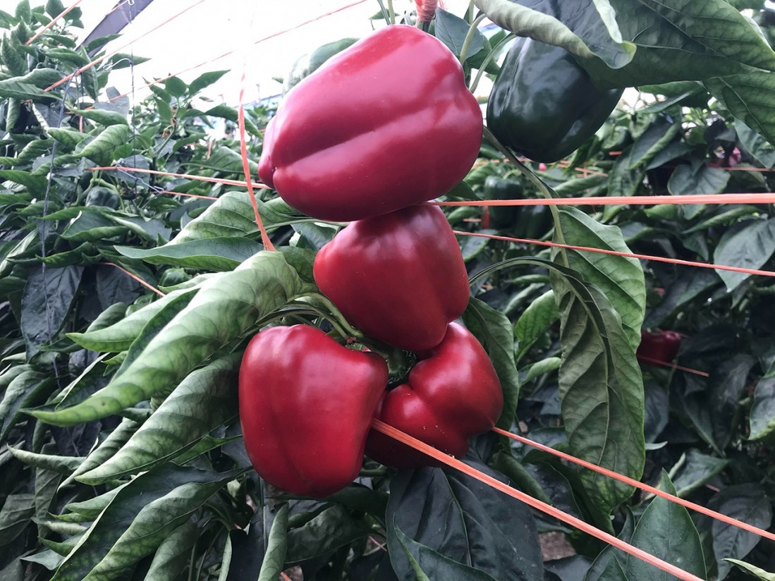Mejora la coloración y maduración de frutas y hortalizas durante los meses de invierno con Blush de Ecoculture