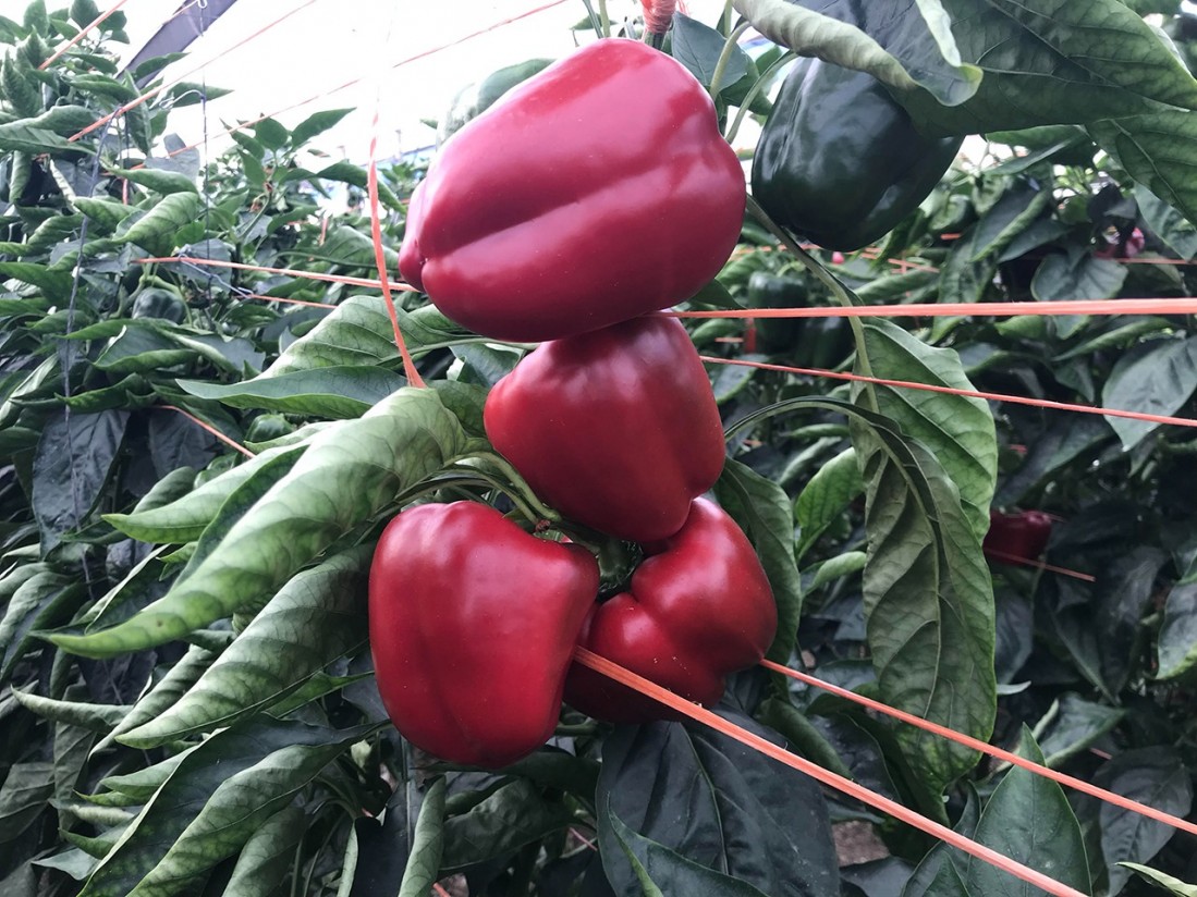 Coexphal exige soluciones urgentes para el pimiento español tras el cierre «inesperado» del mercado estadounidense