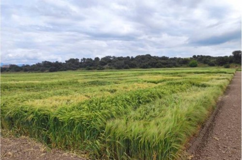 Evaluación de nuevas variedades de cebada y trigo blando de invierno