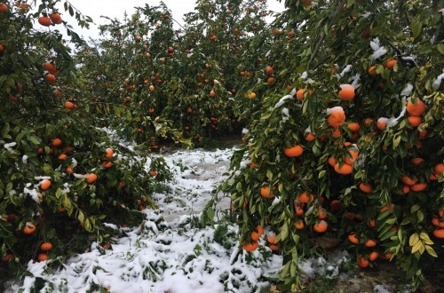 Las OPAs denuncian que Agroseguro pone en peligro el futuro del seguro de cítricos en la Comunidad Valenciana