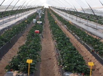 Estrategias de fertirriego en un cultivo de fresa en la provincia de Huelva