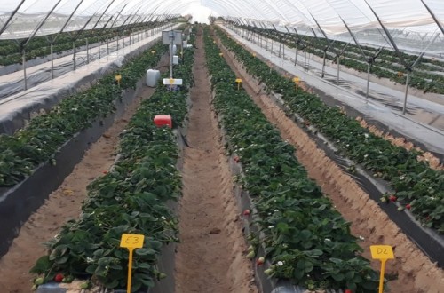 Estrategias de fertirriego en un cultivo de fresa en la provincia de Huelva