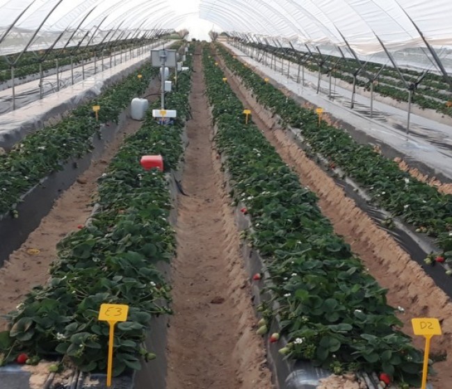 Estrategias de fertirriego en un cultivo de fresa en la provincia de Huelva