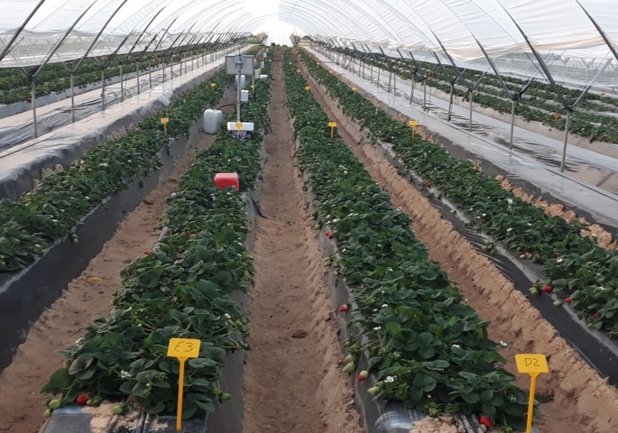 Estrategias de fertirriego en un cultivo de fresa en la provincia de Huelva