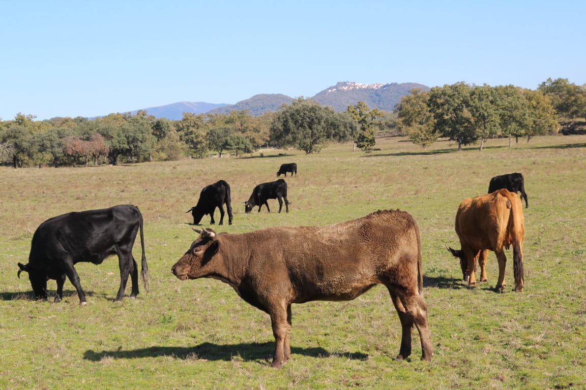 Aprobada la nueva extensión de norma de la carne de vacuno