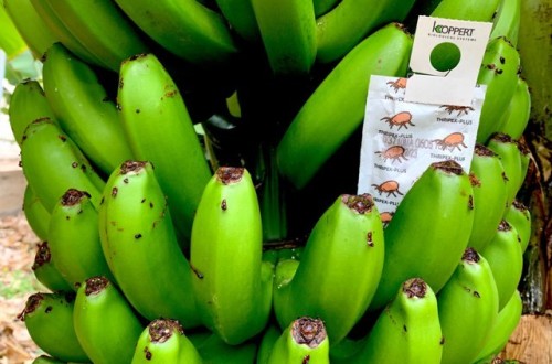 Koppert presenta su primer catálogo dedicado al control biológico en el cultivo del plátano