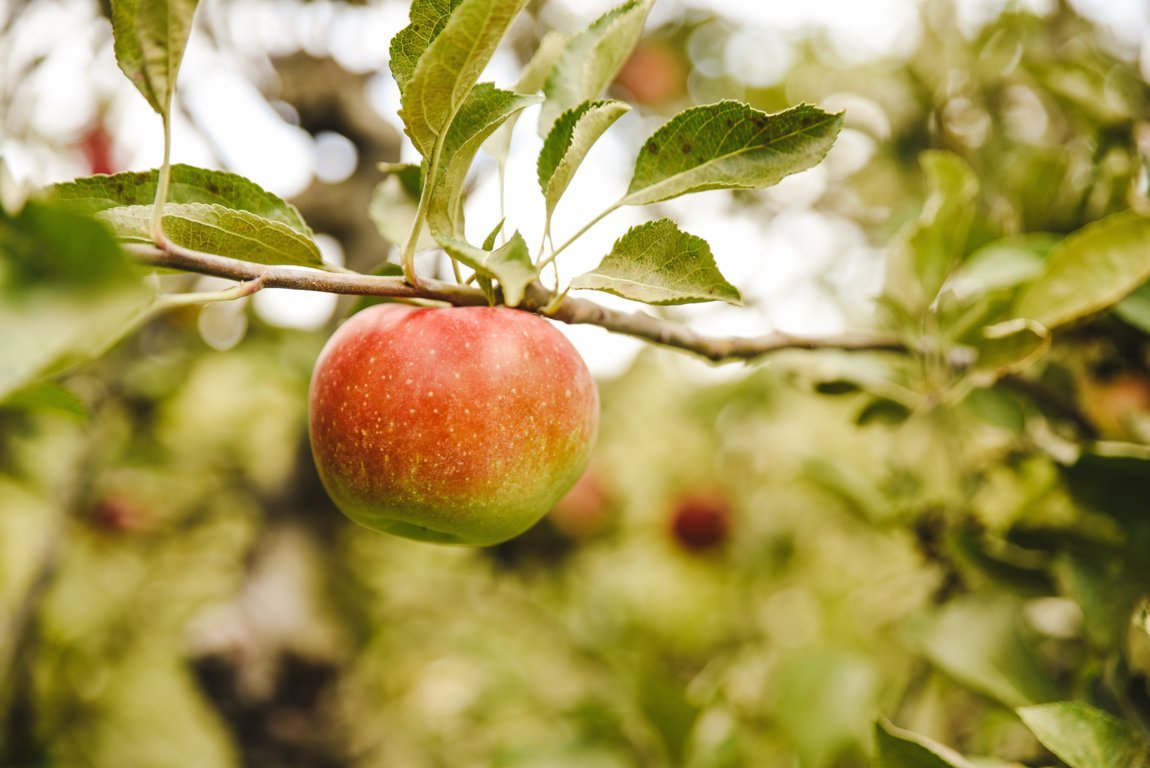 Estudio de Afrucat: las manzanas que importa España generan unas emisiones de 10 millones de kg anuales de CO2