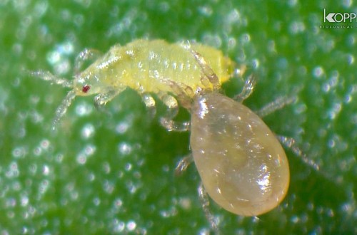 Control biológico de trips en hortícolas con Neoseiulus cucumeris