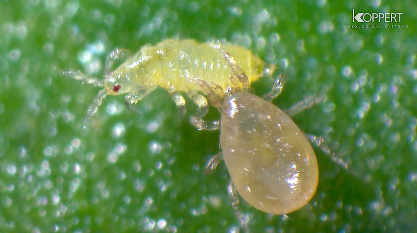 Control biológico de trips en hortícolas con Neoseiulus cucumeris