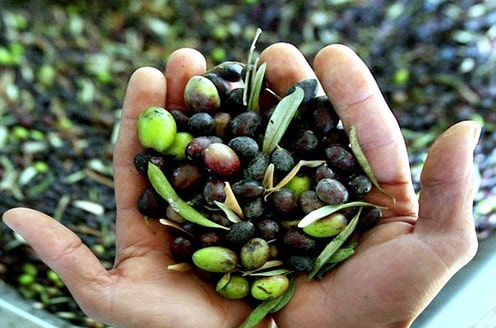 aceitunas