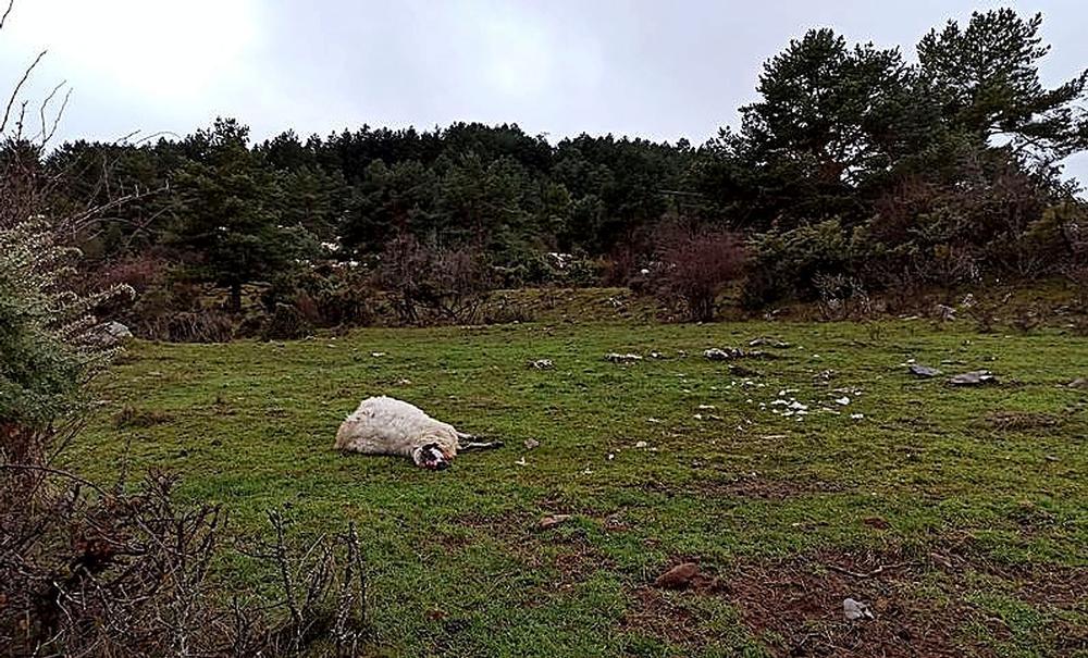 La AN admite a trámite el recurso contencioso contra la inclusión del lobo en el LESPRE