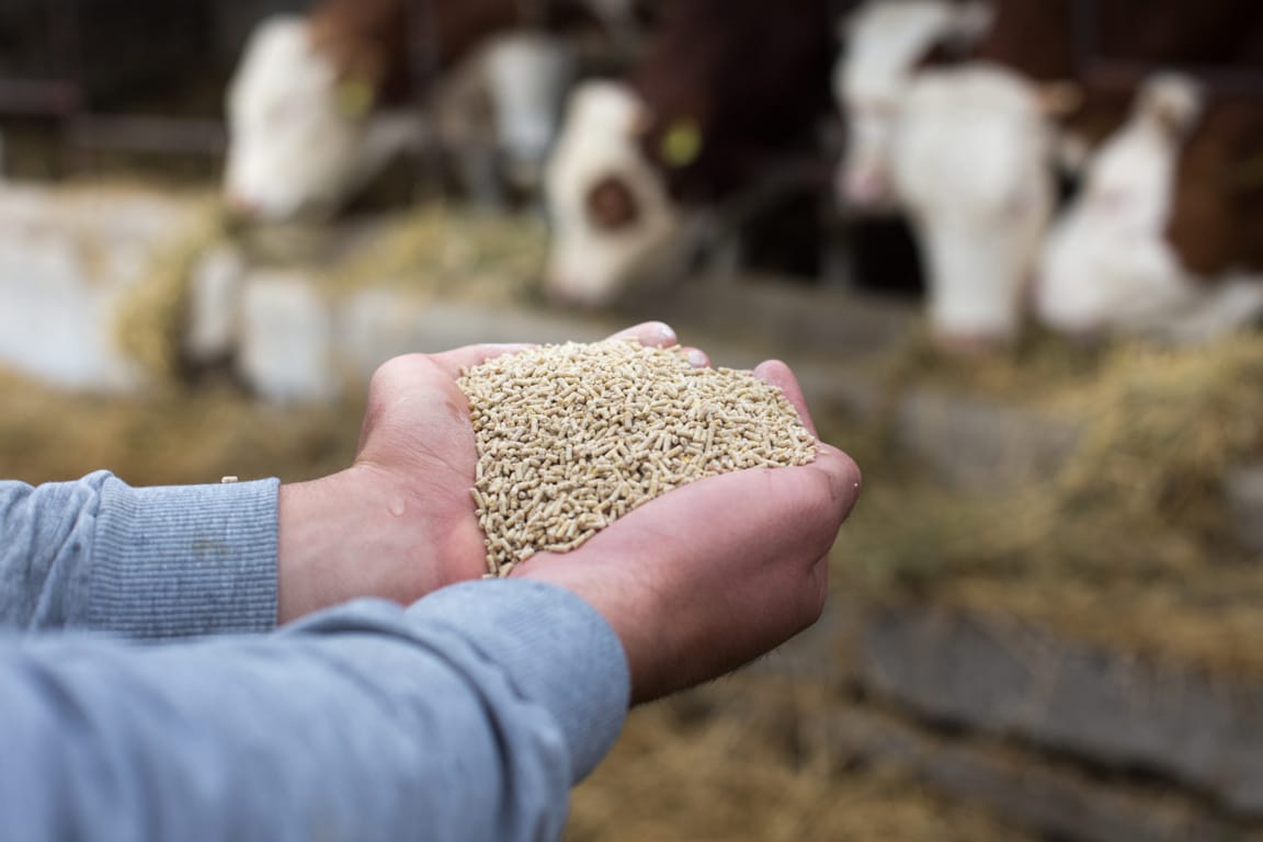 Los fabricantes de piensos en Galicia alertan ya del cierre de granjas por la subida de costes
