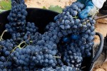 Agroseguro abre el plazo para suscribir los módulos de otoño de la línea de seguro para la uva de vino