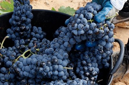 El 25 de marzo termina el plazo para asegurar la próxima campaña de uva de vino frente a las heladas