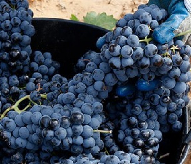 Agroseguro abre el plazo para suscribir los módulos de otoño de la línea de seguro para la uva de vino