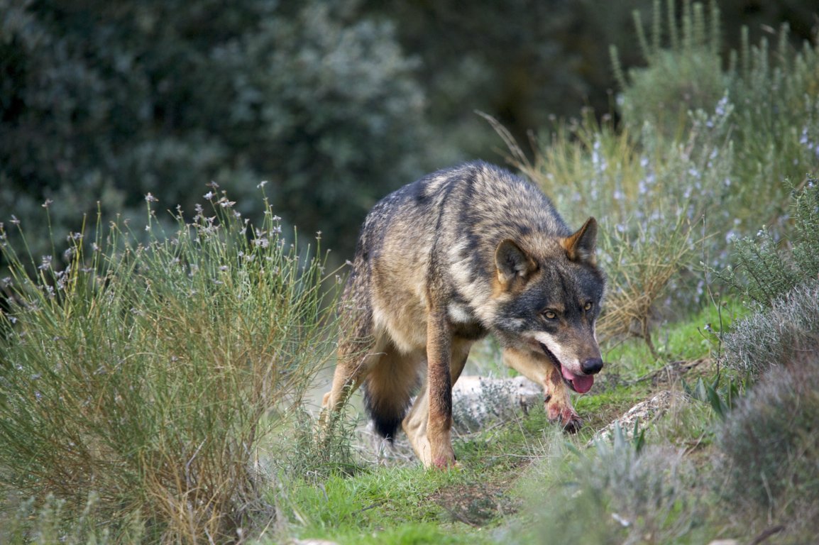 Las cuatro CC.AA. “loberas” irán legalmente hasta el final en su rechazo a la inclusión del lobo en el LESPRE