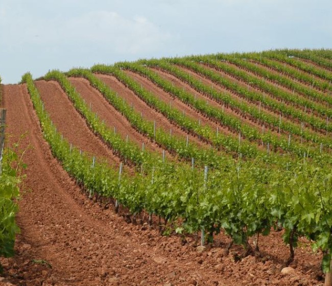 Las autorizaciones de nueva plantación de viñedo se limitarán al mínimo del 0,1% y a 946 ha en 2022