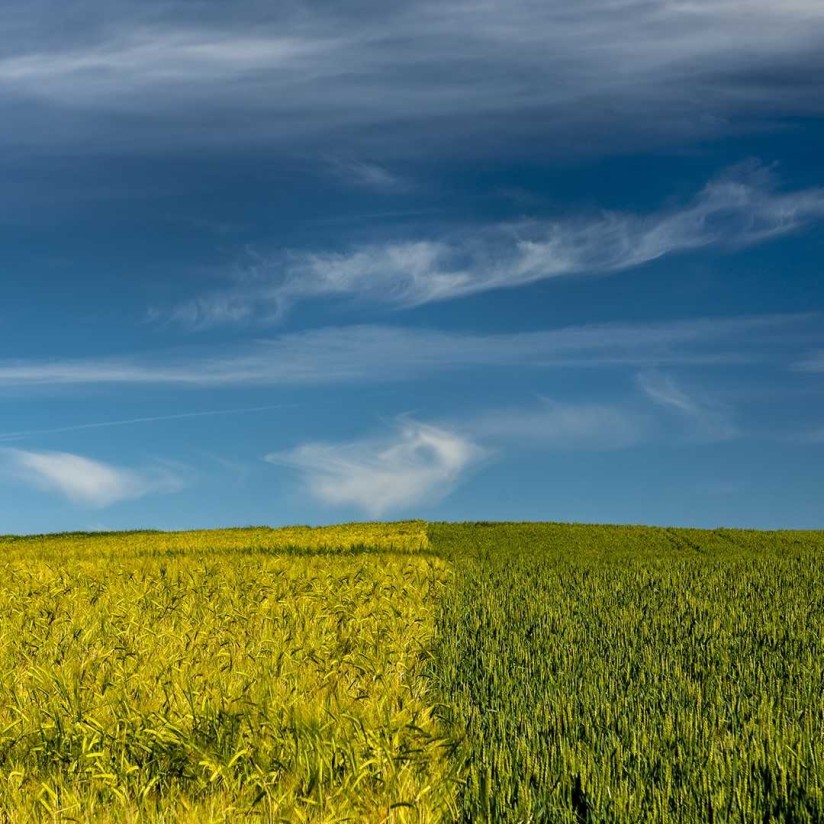 ¿Cuáles son las previsiones iniciales de cosecha de cereales en la UE para la campaña 2022/23?
