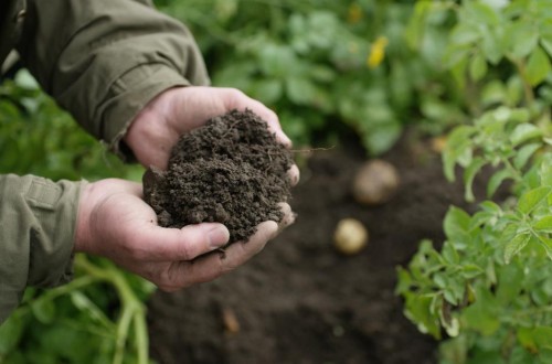 Basf lanzará un programa que permitirá a los agricultores acumular créditos de carbono certificados