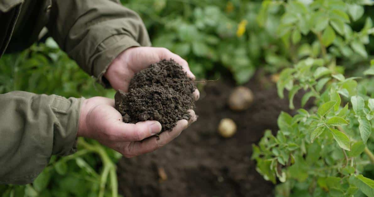 Basf lanzará un programa que permitirá a los agricultores acumular créditos de carbono certificados