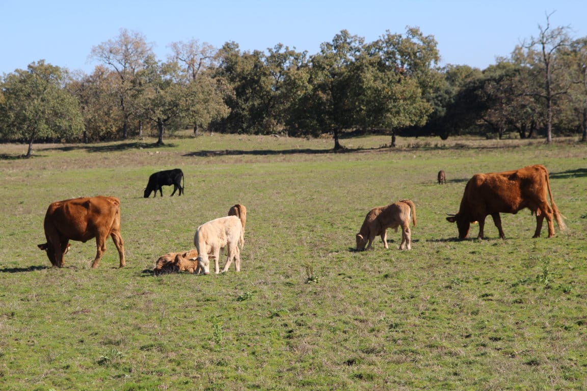 El Gobierno regula el reconocimiento a las OP de carne de vacuno y ovino y caprino