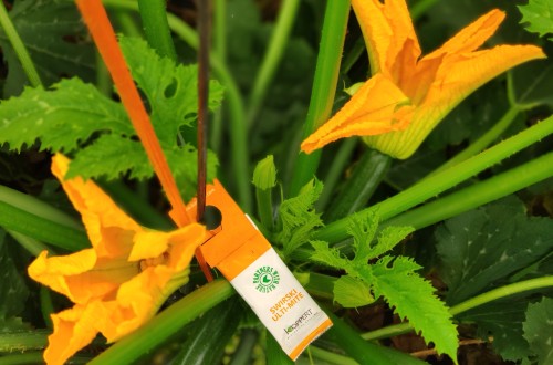Cómo prevenir el virus de Nueva Delhi en el cultivo de calabacín