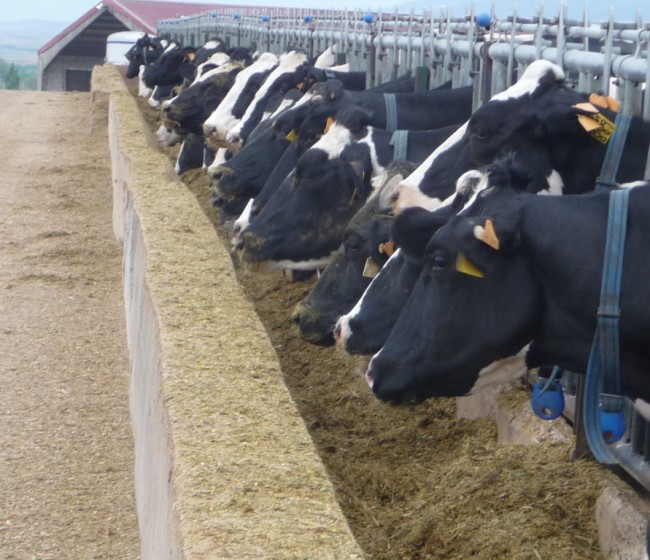 Drástica caída de ganaderos con entregas de leche de vaca en octubre pese a la subida de precios