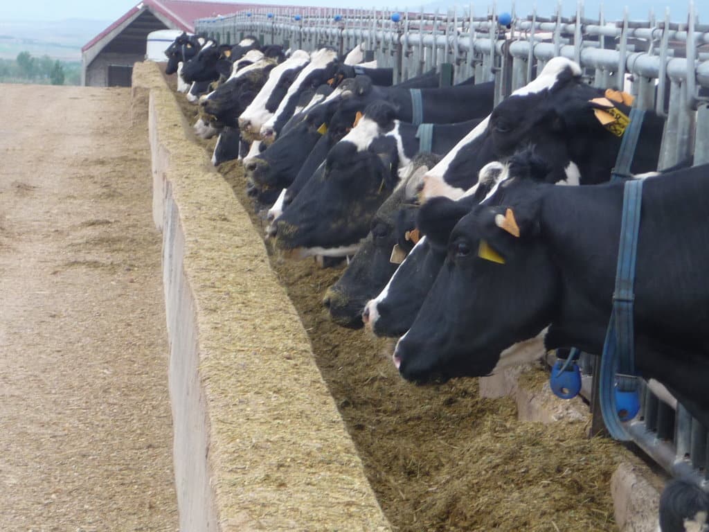 Drástica caída de ganaderos con entregas de leche de vaca en octubre pese a la subida de precios