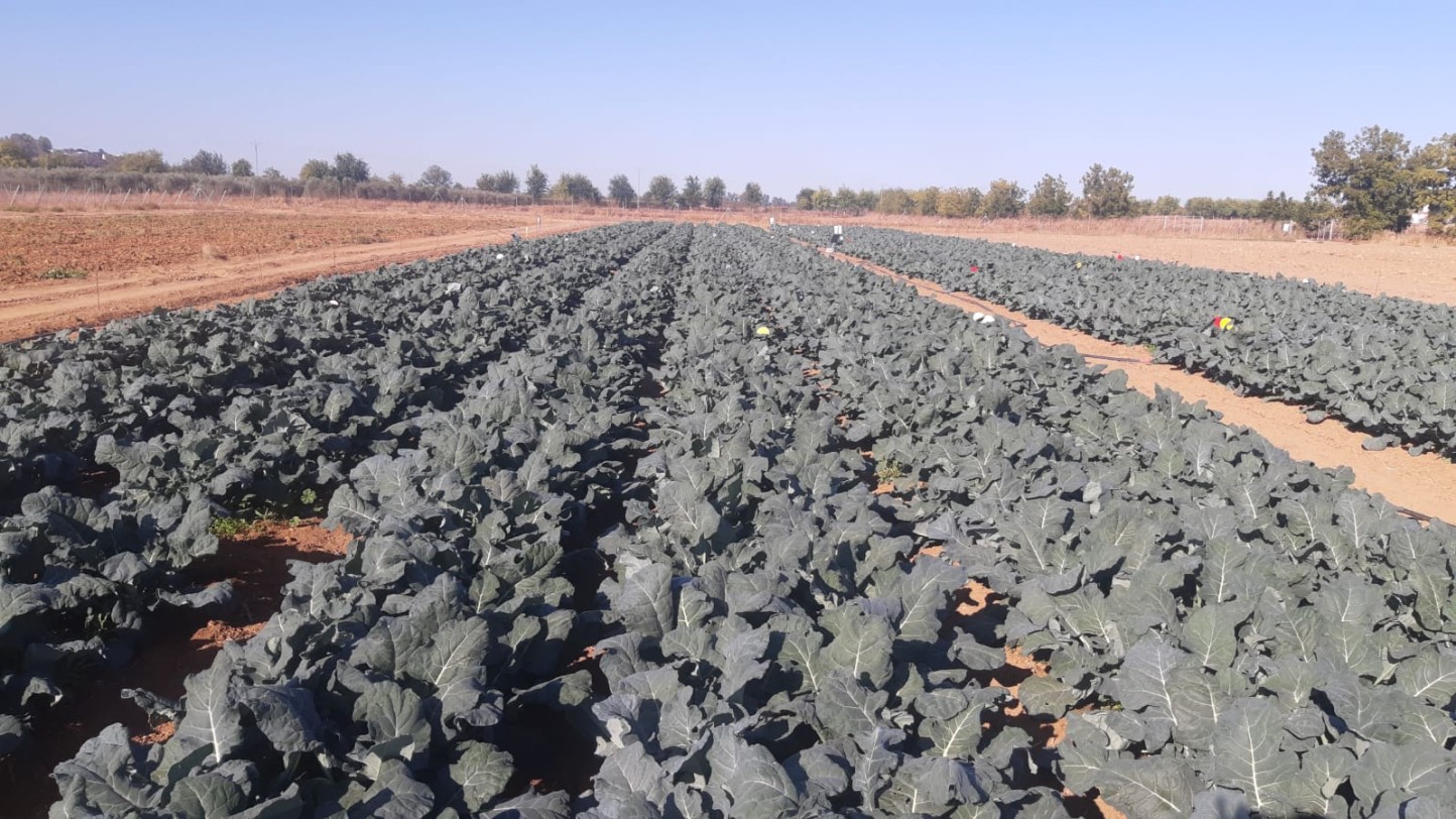 Respuesta a la fertilización nitrogenada del cultivo del brócoli en Extremadura