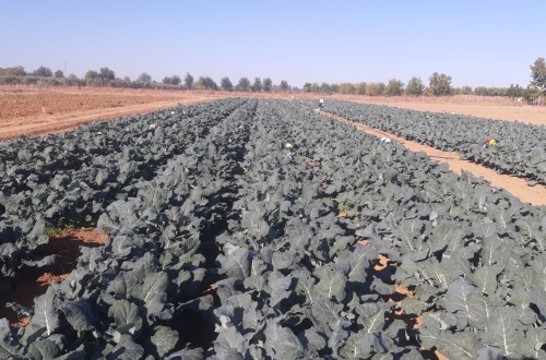 Respuesta a la fertilización nitrogenada del cultivo del brócoli en Extremadura