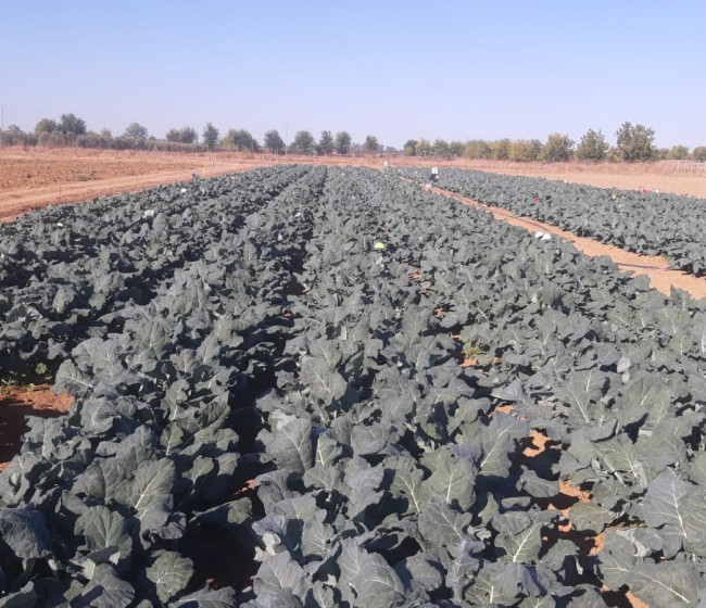 Respuesta a la fertilización nitrogenada del cultivo del brócoli en Extremadura
