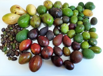 Principales limitantes de manejo del  aguacate en España