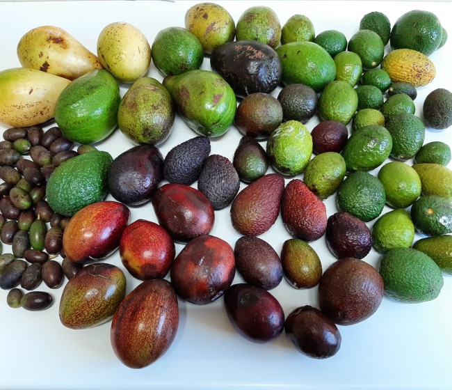 Principales limitantes de manejo del  aguacate en España