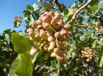 Características de las variedades de pistachero más utilizadas en España