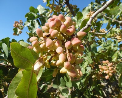 Características de las variedades de pistachero más utilizadas en España