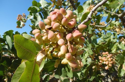 Características de las variedades de pistachero más utilizadas en España