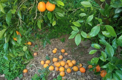 Las altas temperaturas causan daños en cítricos y caquis de la Comunidad Valenciana