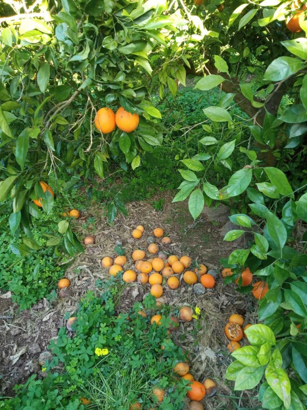 Las altas temperaturas causan daños en cítricos y caquis de la Comunidad Valenciana