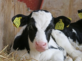 Nuevas tecnologías aplicadas al diagnóstico del parto en la vaca