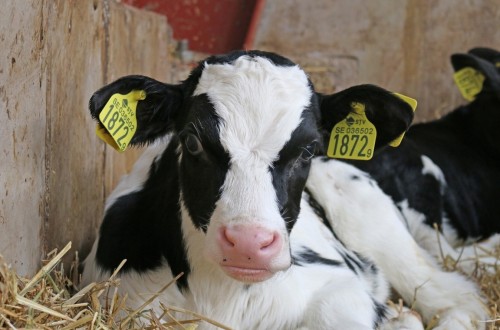 Nuevas tecnologías aplicadas al diagnóstico del parto en la vaca