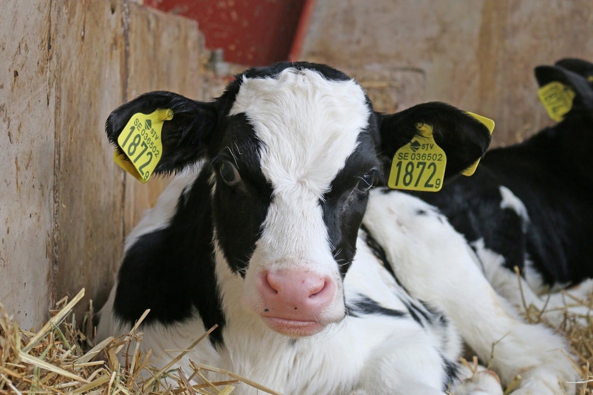 Nuevas tecnologías aplicadas al diagnóstico del parto en la vaca